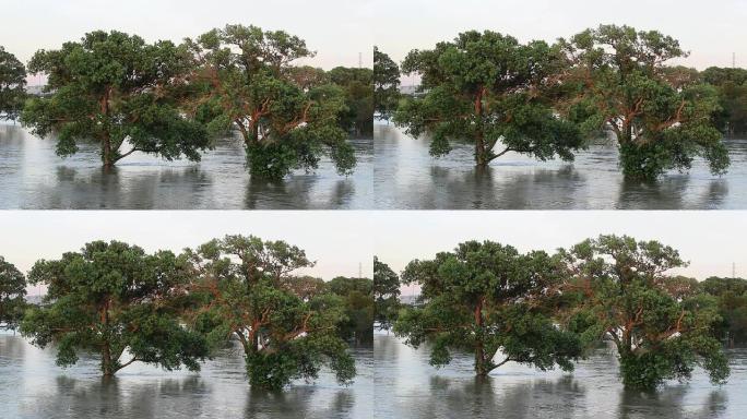 橡树站在洪水中