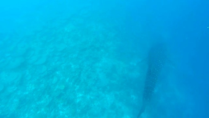 浅海珊瑚礁上的海洋风光。海洋的水下视频。小鱼不稳定地游泳，被藻类隐藏。马尔代夫的彩色珊瑚和鱼类。