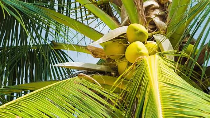 棕榈树上的椰子束的仰视图，阳光普照，微风微微移动