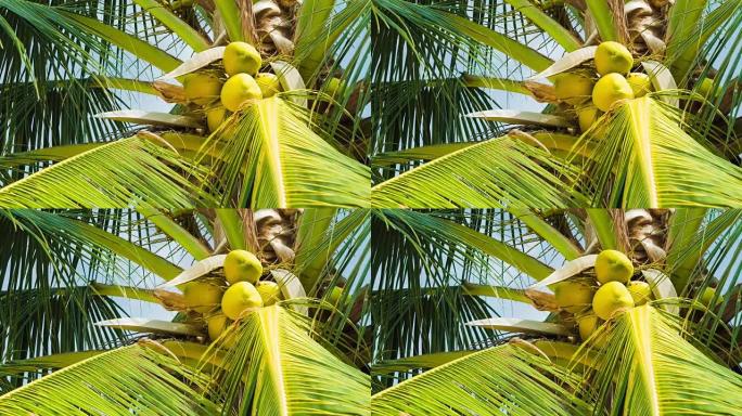 棕榈树上的椰子束的仰视图，阳光普照，微风微微移动