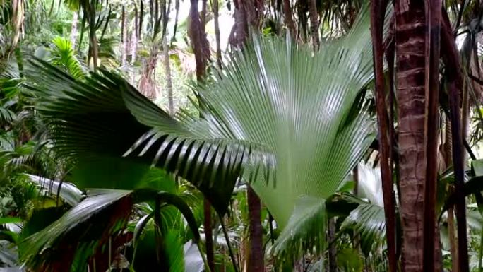 塞舌尔自然保护区瓦莱德迈的棕榈森林
