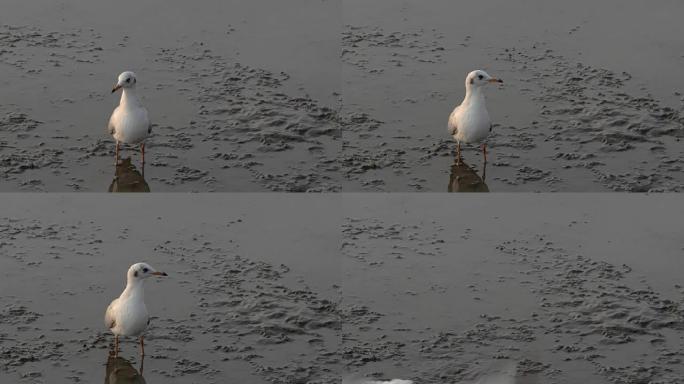 站在泥滩上的鸟