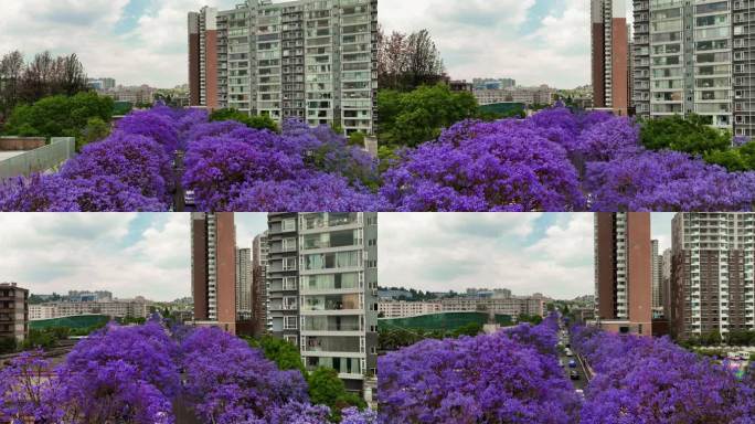 蓝花楹开满街道两侧