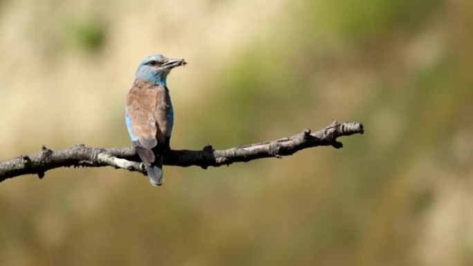 稀有鸟类欧洲滚筒栖息在树枝上