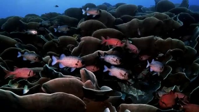 卷心菜珊瑚和松鼠鱼的巨型殖民地，帕劳