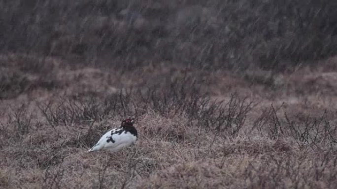 Moorschneehuhn-Lagopus-柳树雷鸟