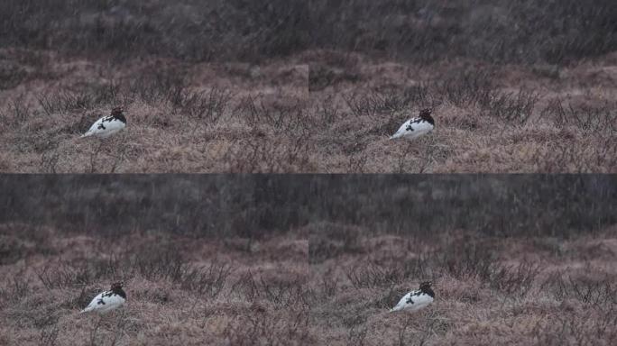 Moorschneehuhn-Lagopus-柳树雷鸟