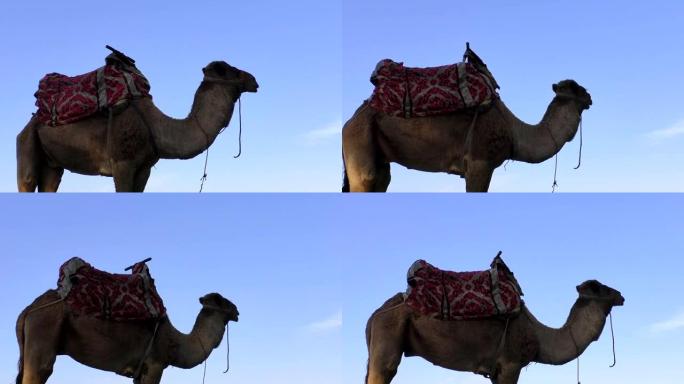 站在蓝天下的骆驼
