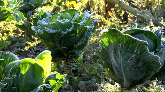 覆盖着冰晶的冷冻卷心菜植物。焦点变化。