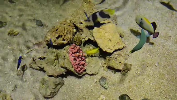 有五颜六色鱼的水族馆