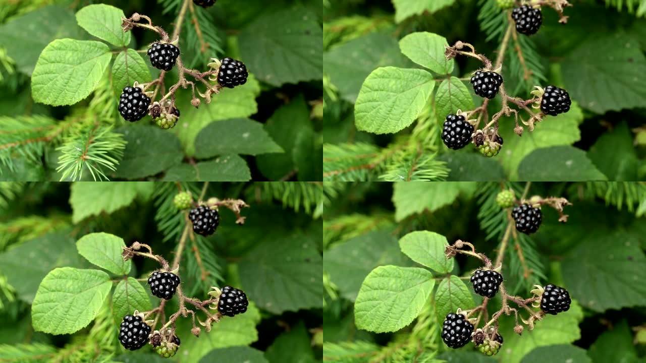 森林中的成熟黑莓