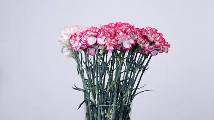 花朵，花束，旋转，花卉组成由淡粉色土耳其康乃馨组成