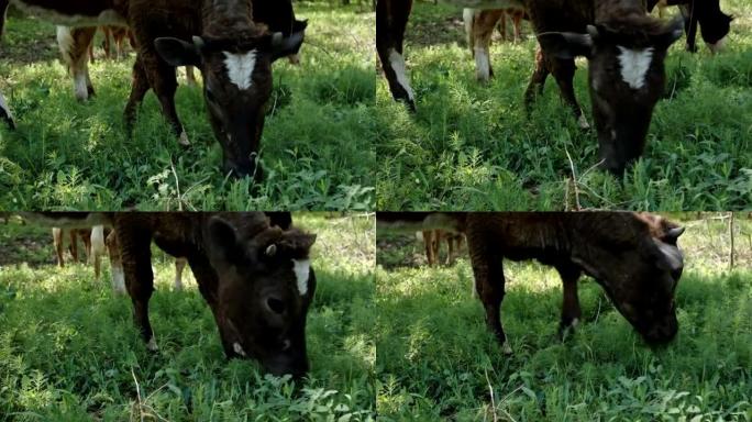 牛吃草，拍苍蝇
