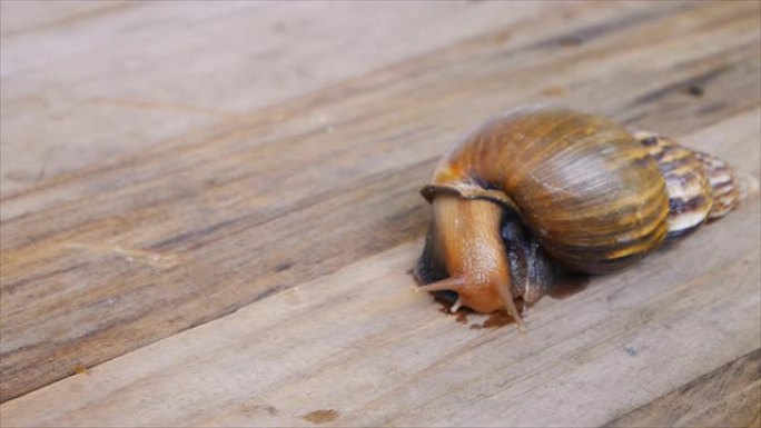 陆地蜗牛在木板上爬行