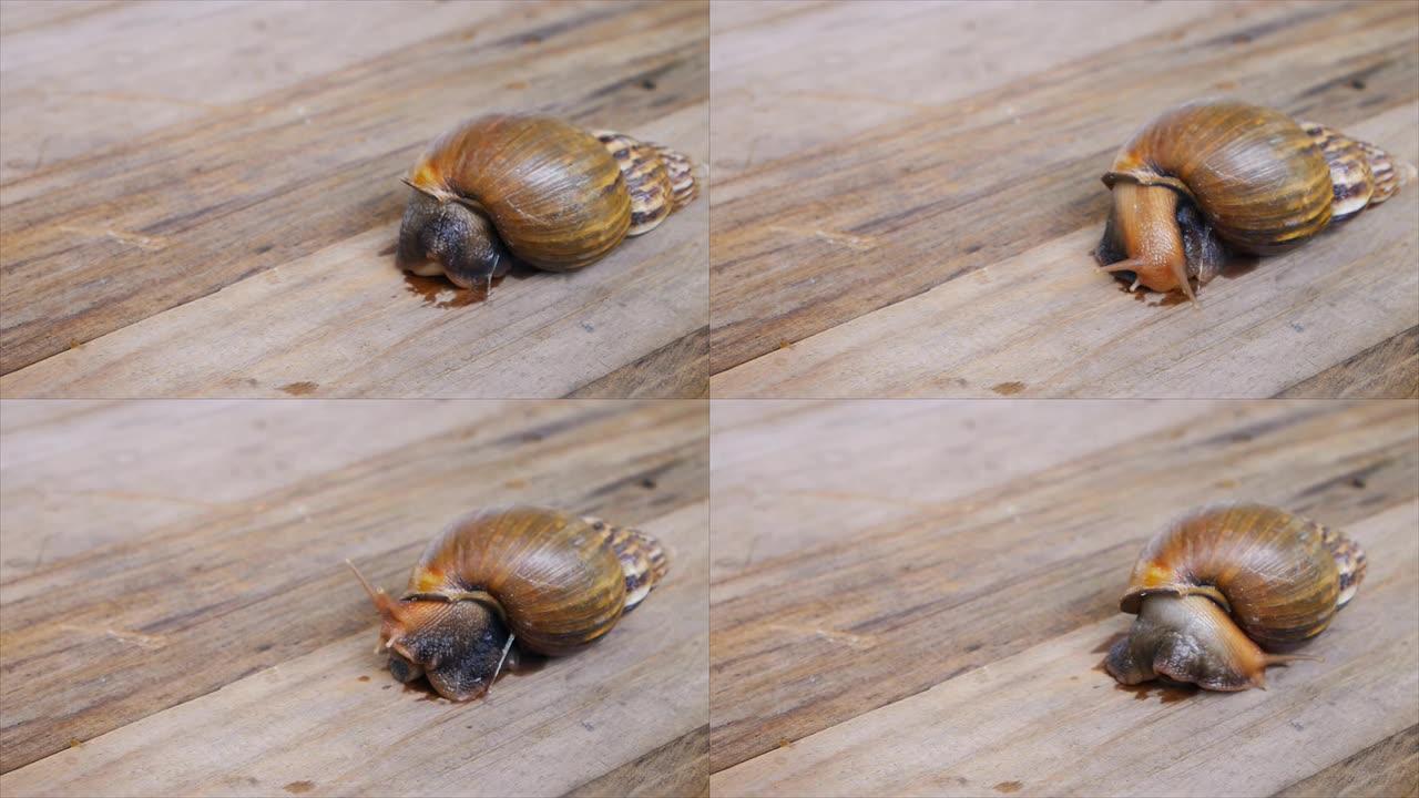 陆地蜗牛在木板上爬行
