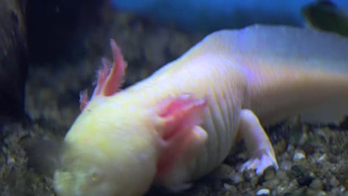 钝口螈，墨西哥蝾螈 (Ambystoma Mexicanum) 或墨西哥步行鱼，实时，