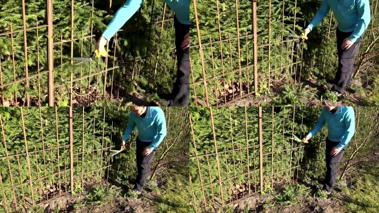 园丁用红色割刀切割杉木树篱。