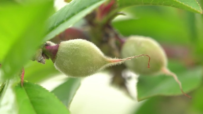 花瓣凋谢结出果实水果发育期水果胚胎