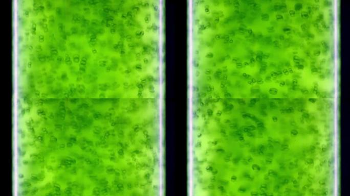 实验室藻类燃料生物燃料工业中的光生物反应器。