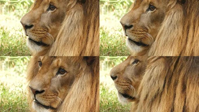 4k狮子肖像