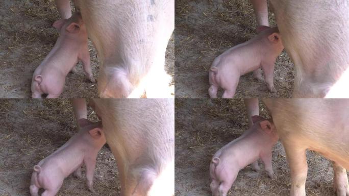 小猪在农场吮吸母亲