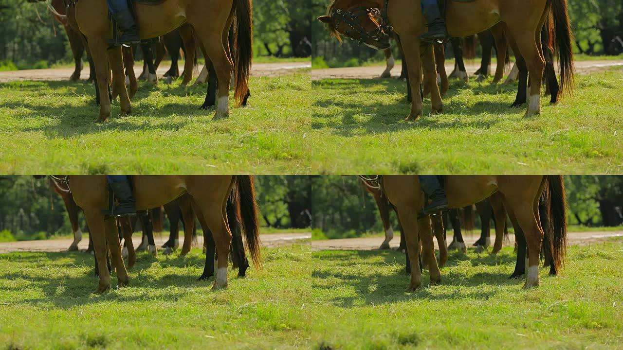 棕色的马站在绿色的草地上排队
