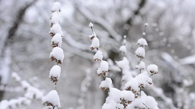 梅丽莎·officinalis。冬天雪落在柠檬香脂上