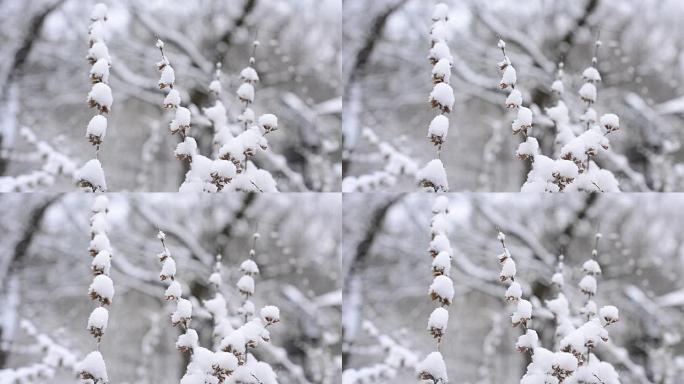 梅丽莎·officinalis。冬天雪落在柠檬香脂上