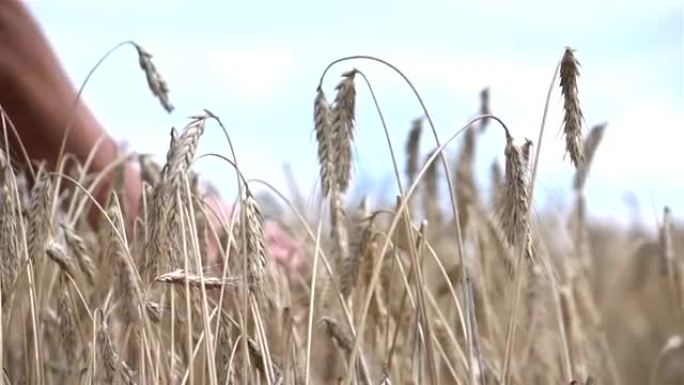 田间手抚小麦的两个视频-慢动作
