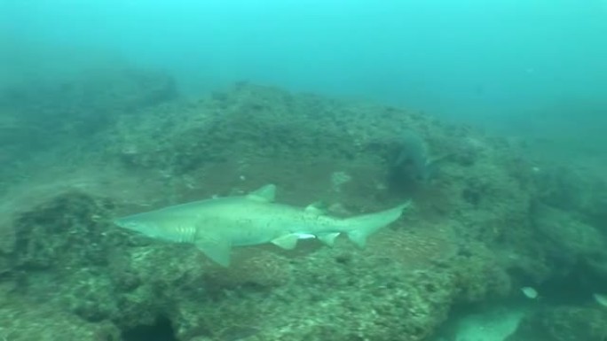 危险的公牛鲨 (Carcharhinus leucas) 水下视频