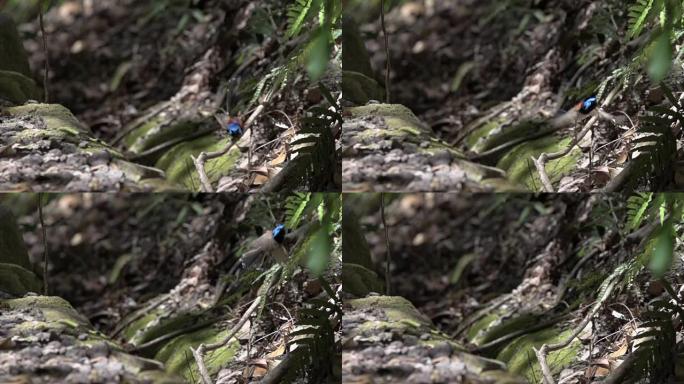 澳大利亚昆士兰州努萨国家公园森林中的小蓝鸟慢动作飞走