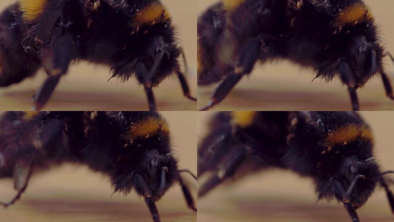疲倦的老大黄蜂感染了螨虫。微距拍摄