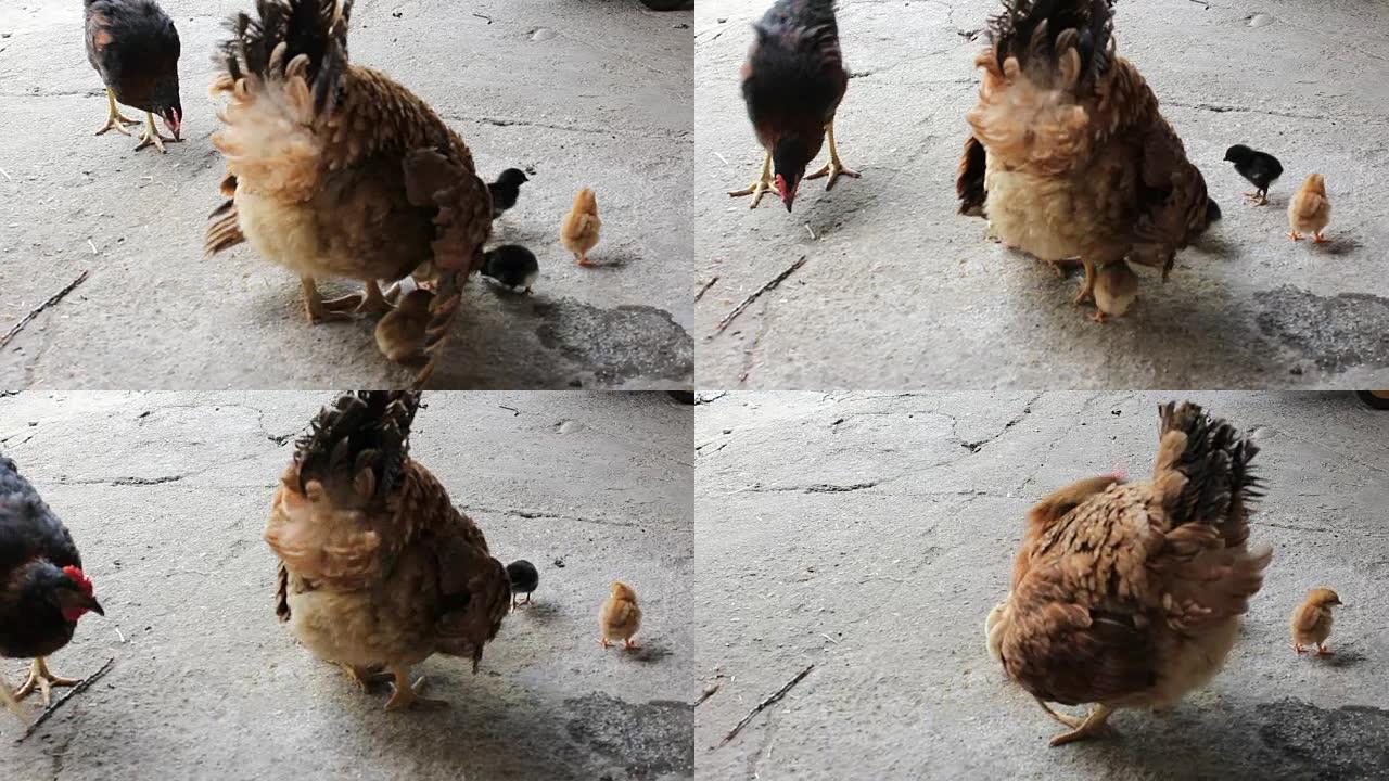 母鸡，小鸡和另一只鸡