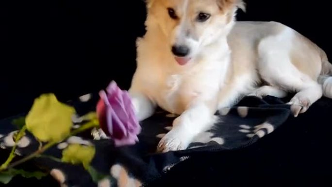 小狗玩玫瑰花