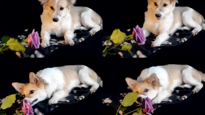 小狗玩玫瑰花