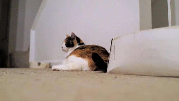 愤怒的印花布猫躺在室内的地毯上，晚上用鞋盒和碗摇尾巴