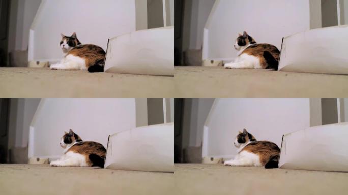 愤怒的印花布猫躺在室内的地毯上，晚上用鞋盒和碗摇尾巴