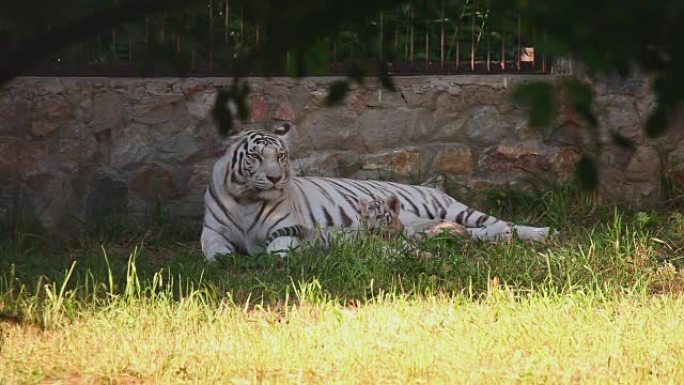 母老虎和她的幼崽