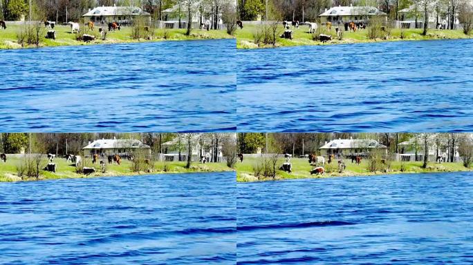 一群放牧的奶牛