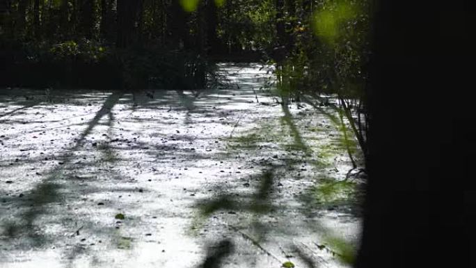 多莉拍摄沼泽区，池塘与芦苇