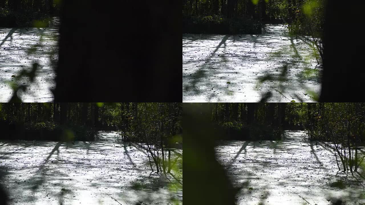 多莉拍摄沼泽区，池塘与芦苇