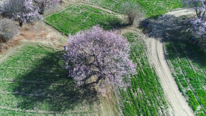 桃花13