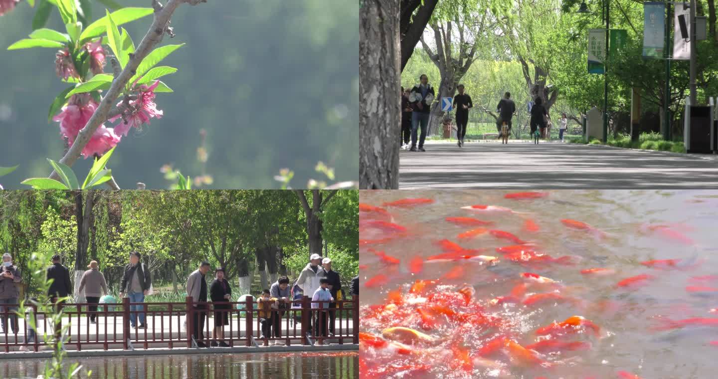 春游北京通州大运河森林公园骑行跑步游船