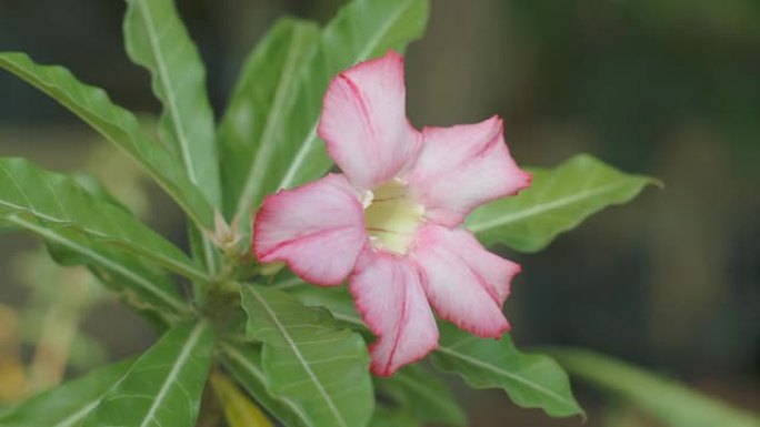 粉红色的花，何首乌。