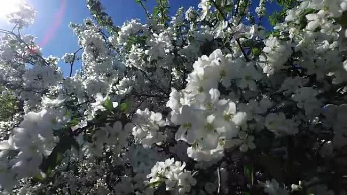 盛开的苹果树的景观。阳光穿过苹果树的叶子和树枝。蜜蜂飞过花朵。阳光明媚的春日。