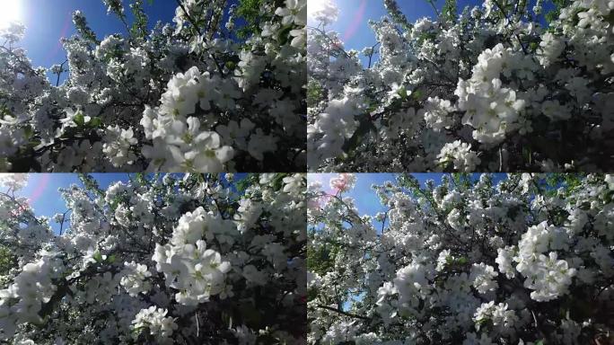 盛开的苹果树的景观。阳光穿过苹果树的叶子和树枝。蜜蜂飞过花朵。阳光明媚的春日。
