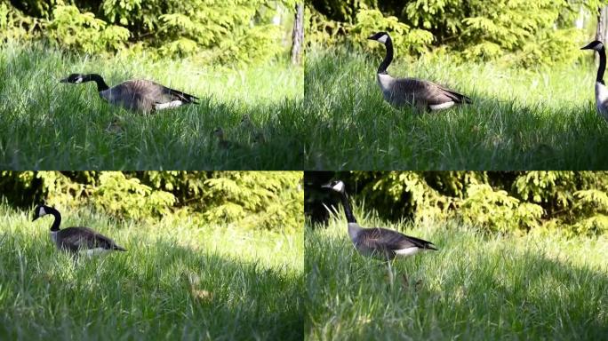 加拿大鹅或加拿大黑雁在开阔的绿色草地上进食