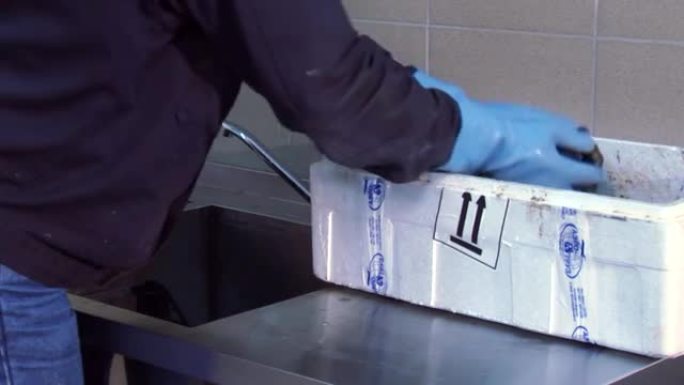 戴着手套的人从聚苯乙烯泡沫塑料白盒中取出许多生贻贝，用双手将其放入水槽中。厨房