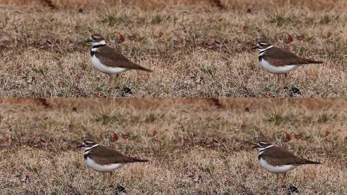 Killdeer, Charadrius vociferus