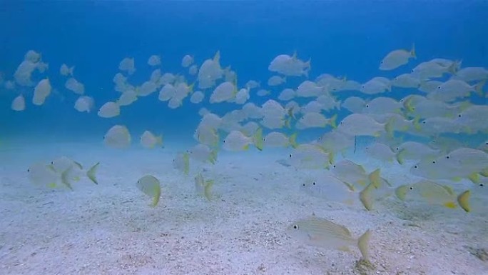一群黄色鲷鱼在加勒比海-伯利兹堡礁/龙涎香礁